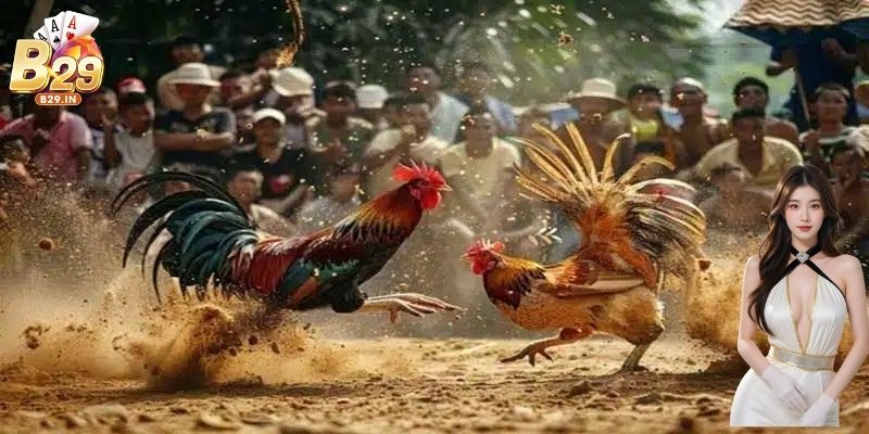 Bí quyết giúp thu thưởng lớn khi chơi đá gà cần nhớ