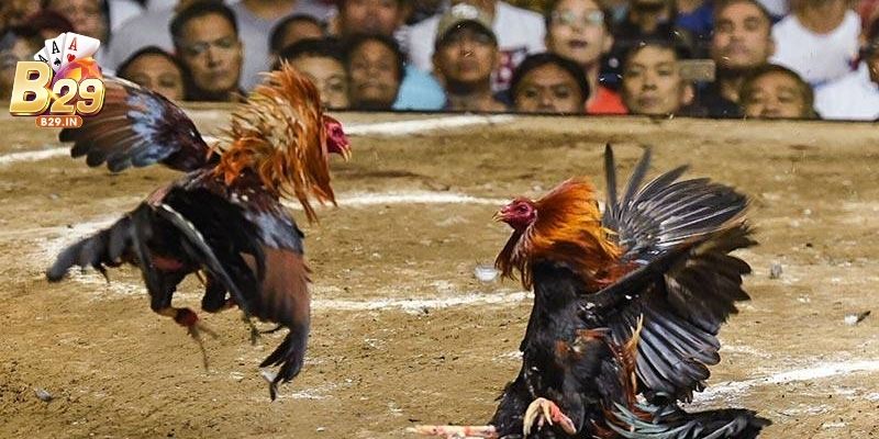 Đá gà B29 quy tụ các trận chiến siêu kịch tính, chuyên nghiệp