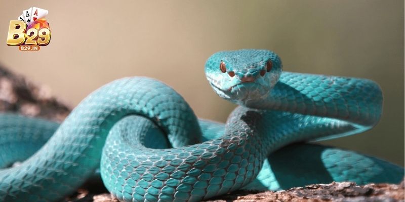 Mơ thấy rắn – Giấc mơ hé lộ những ẩn ức trong tâm trí bạn