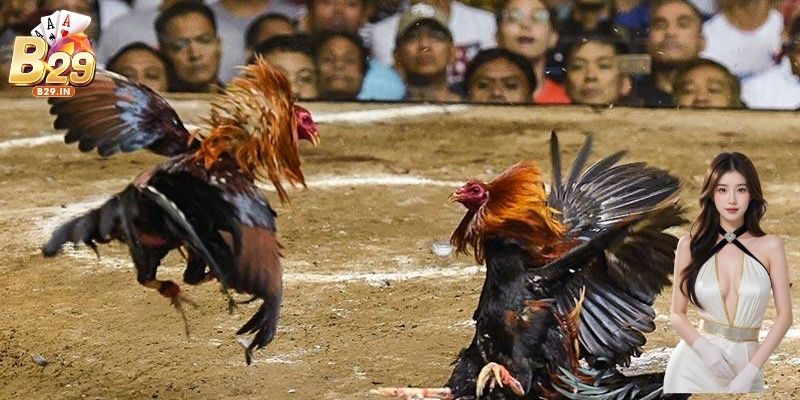 Sảnh game quy tụ nhiều trận đấu kịch tính và kho kèo cược phong phú