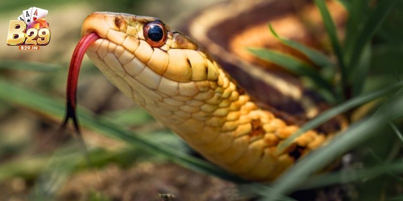 Vì sao giấc mơ lại gắn với những con số? Lý giải từ tâm linh đến tiềm thức